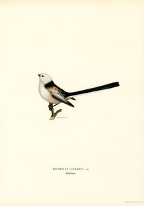 Mallerenga de cua llarga (color lito) finlandès tekijältä Magnus Ferdinand and Wilhelm von Wright