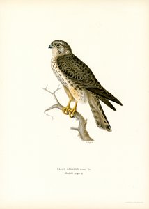 Merlin (väri litho) tekijältä Magnus Ferdinand and Wilhelm von Wright