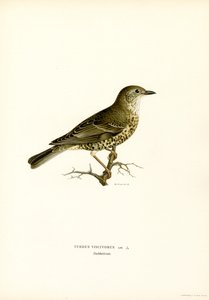 Mistle sammas (väri litho) tekijältä Magnus Ferdinand and Wilhelm von Wright