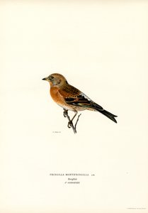 Mountain Finch (color lito) finlandès tekijältä Magnus Ferdinand and Wilhelm von Wright