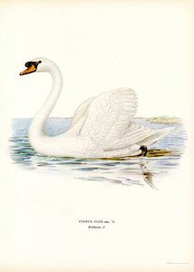 Kyhmyjoutsen (väri litho) tekijältä Magnus Ferdinand and Wilhelm von Wright