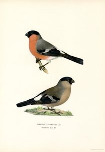 Pohjois-Euraasian härkä (väri litho) tekijältä Magnus Ferdinand and Wilhelm von Wright