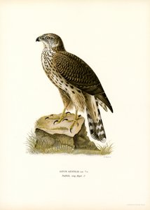 Northern Goshawk (väri litho) tekijältä Magnus Ferdinand and Wilhelm von Wright