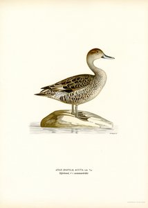 Northern Pintail (väri litho) tekijältä Magnus Ferdinand and Wilhelm von Wright