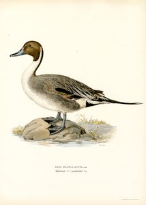 Northern Pintail (väri litho)