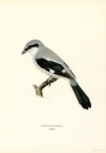 Northern Shrike (väri lito)