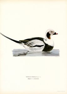 Oldsquaw Duck (väri litho) tekijältä Magnus Ferdinand and Wilhelm von Wright