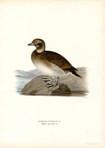 Oldsquaw Duck (väri litho) tekijältä Magnus Ferdinand and Wilhelm von Wright
