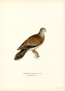 Itämainen turtle Dove (väri litho) tekijältä Magnus Ferdinand and Wilhelm von Wright