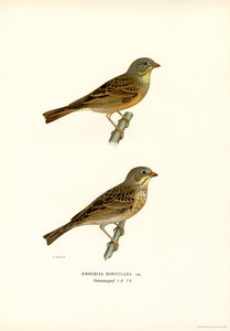 Ortolan-sirkku (väri litho) tekijältä Magnus Ferdinand and Wilhelm von Wright