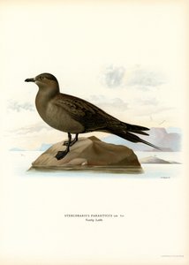 Parasiittijääkäri (väri litho) tekijältä Magnus Ferdinand and Wilhelm von Wright