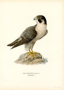 Peregrine Falcon (väri litho)