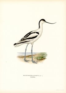 Pied Avocet (väri litho) tekijältä Magnus Ferdinand and Wilhelm von Wright