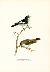 Pied perhosieppo (väri litho) tekijältä Magnus Ferdinand and Wilhelm von Wright
