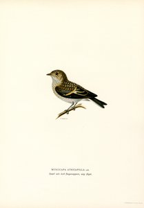 Pied-perhosieppo (väri litho) tekijältä Magnus Ferdinand and Wilhelm von Wright