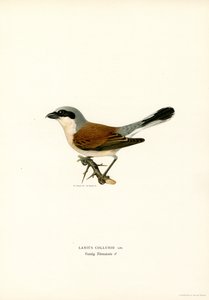 Punaselkäinen Shrike (väri lito)