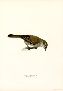 Punaselkäkirkko (väri litho)