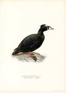 Punanukkainen Scoter (väri litho) tekijältä Magnus Ferdinand and Wilhelm von Wright