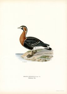 Punarintahanhi (väri litho) tekijältä Magnus Ferdinand and Wilhelm von Wright