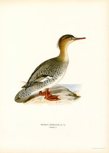 Punarintainen (väri litho) tekijältä Magnus Ferdinand and Wilhelm von Wright
