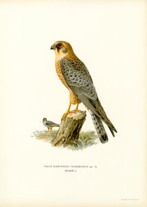 Punajalkahaukka (väri litho) tekijältä Magnus Ferdinand and Wilhelm von Wright