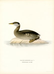 Punakaulainen grebe (väri litho) tekijältä Magnus Ferdinand and Wilhelm von Wright