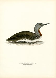 Red-throated Diver (väri litho) tekijältä Magnus Ferdinand and Wilhelm von Wright