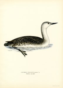 Red-throated Diver (väri litho) tekijältä Magnus Ferdinand and Wilhelm von Wright