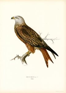 Red Kite (väri litho) tekijältä Magnus Ferdinand and Wilhelm von Wright