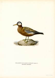 Punainen phalarope (väri lito) tekijältä Magnus Ferdinand and Wilhelm von Wright