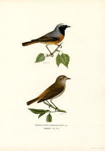 Redstart (väri litho) tekijältä Magnus Ferdinand and Wilhelm von Wright