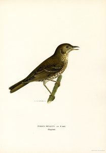 Redwing (väri litho) tekijältä Magnus Ferdinand and Wilhelm von Wright