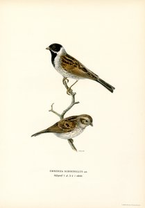 Ruokosirkku (väri litho) tekijältä Magnus Ferdinand and Wilhelm von Wright