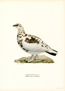 Rock Ptarmigan (väri litho)