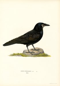The Four CaRook (väri lito)Rook (väri litho) kardinaali Hyveet: Fortitude, n. 15501600. tekijältä Magnus Ferdinand and Wilhelm von Wright