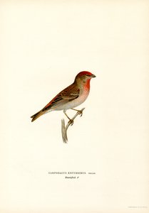 Ruusuvarppu (väri litho) tekijältä Magnus Ferdinand and Wilhelm von Wright