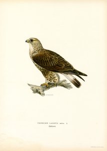 Karkeajalkainen hiirihaukka (väri litho) tekijältä Magnus Ferdinand and Wilhelm von Wright