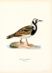 Ruddy Turnstone (väri litho) tekijältä Magnus Ferdinand and Wilhelm von Wright