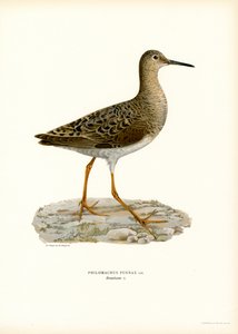 Ruff (väri litho) tekijältä Magnus Ferdinand and Wilhelm von Wright