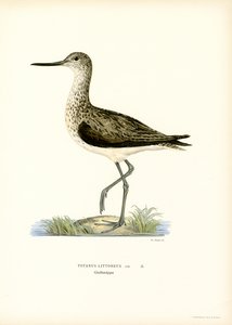 Sandpiper (väri litho) tekijältä Magnus Ferdinand and Wilhelm von Wright