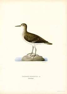 Sandpiper (väri litho) tekijältä Magnus Ferdinand and Wilhelm von Wright