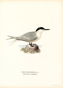Sandwich Tern (väri litho) tekijältä Magnus Ferdinand and Wilhelm von Wright