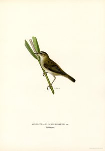 Sarikirkko (väri litho) tekijältä Magnus Ferdinand and Wilhelm von Wright