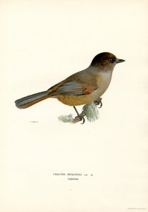 Siperian jay (väri litho) tekijältä Magnus Ferdinand and Wilhelm von Wright