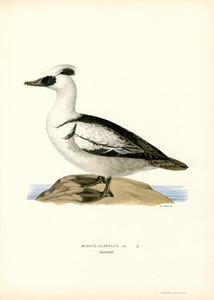 Smew (väri litho) tekijältä Magnus Ferdinand and Wilhelm von Wright