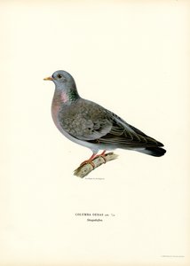 Stock Dove (väri litho) tekijältä Magnus Ferdinand and Wilhelm von Wright