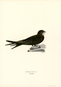 Swift (väri litho) tekijältä Magnus Ferdinand and Wilhelm von Wright
