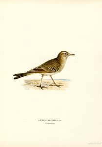 Tawny Pipit (väri litho) tekijältä Magnus Ferdinand and Wilhelm von Wright