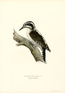 Kolmivarvas tikka (väri litho) tekijältä Magnus Ferdinand and Wilhelm von Wright