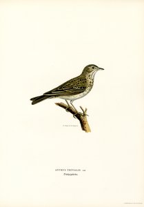 Tree Pipit (väri litho) tekijältä Magnus Ferdinand and Wilhelm von Wright